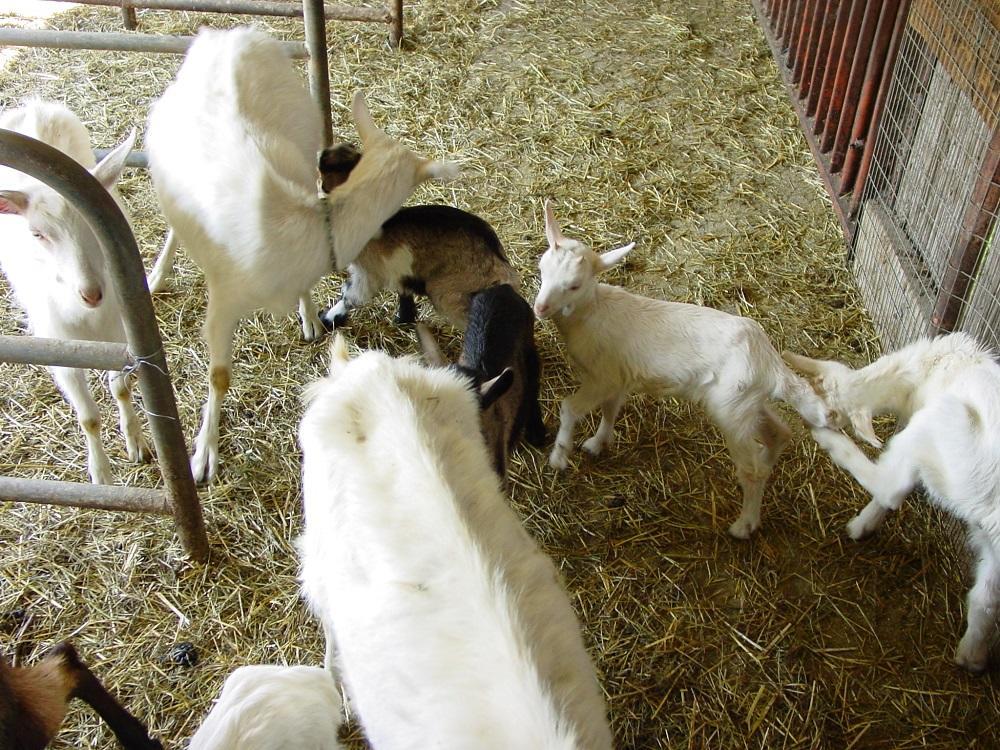 Vakantieboerderij Fondo Brugarolo *